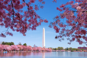 washington monument during cherry blossom blooming in washington dc